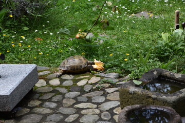 Schildkröte