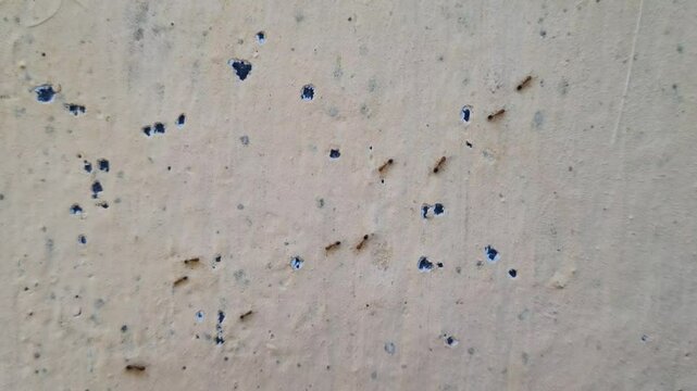 A group of red ants walking on the wall texture the afternoon