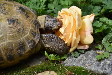 Schildkröte