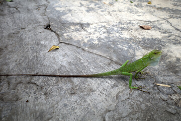 Close up of the maned forest Lizard, Bunglon (Bronchocela jubata) on the ground