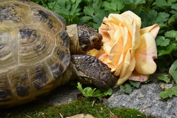 Schildkröte