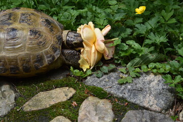 Schildkröte