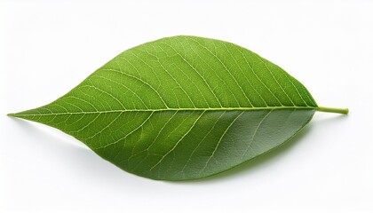 Fototapeta premium simple green leaf isolated on white background single closeup