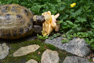 Schildkröte