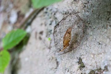 Close-up of a pupa with a net around it, looking strange. Beautiful nature in the forest at the end of the rainy season.