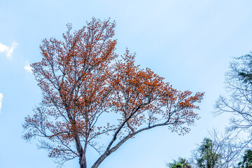 A full orange flower tree in bright summer, bright sky background.