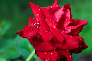 Selective focus on dewdrops on fresh red rose petals in a perfect rainy season, green background.