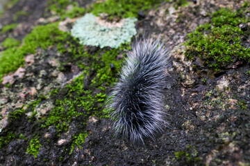 Selective focus Macrobrochis gigas caterpillars, black with soft white fluff on mossy rocks at the...