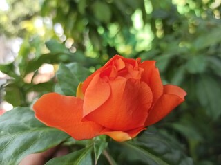 Wax Rose (Pereskia bleo) has bright orange colour