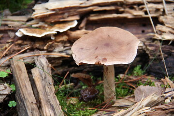 pilz
