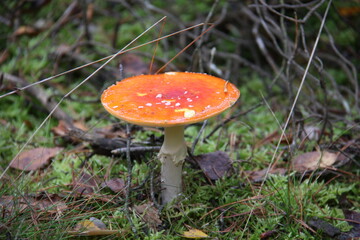 pilz