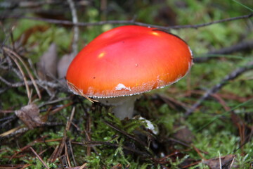 pilz