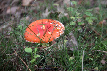 pilz