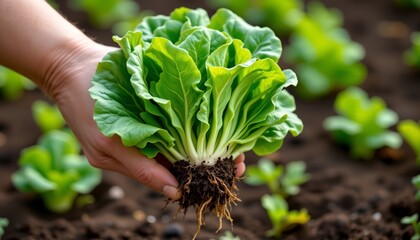 hand holding a fresh picked butterhead lettuce with soil covered roots, background blurred to focus on the plant's freshness, ideal for farm to table visuals