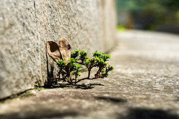 Side angle of dried heart-shaped leaf resting on green plant growing from crack in concrete wall, sunlight and shadow play