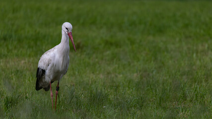 Storch in der Wiese