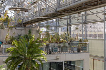 Hortus botanicus Leiden: A modern greenhouse interior filled with a diverse collection of cacti, succulents, and other exotic plants, showcasing botanical diversity