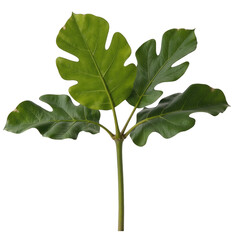 Green fig leaf branch, vibrant tropical foliage with rich textures, ideal for nature themes or eco-friendly designs. Isolated on white background or PNG