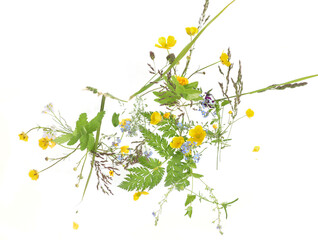 Abstract arrangement of wild meadow spring flowers isolated on white background. Top view of spring flowers yellow Anemone, blue Myosotis and grasses.