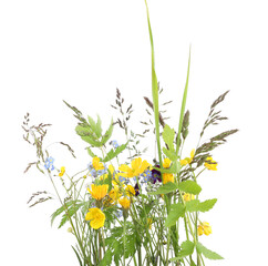 Wild meadow spring flowers isolated on white background. Spring flowers yellow Anemone, blue Myosotis and grasses.