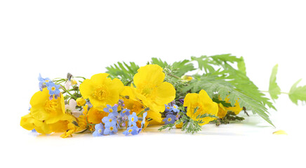 Border of wild meadow spring flowers isolated on white background. Spring flowers yellow Anemone, blue Myosotis and grasses .