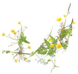 Abstract arrangement of wild meadow spring flowers isolated on white background. Top view of spring flowers yellow Anemone, blue Myosotis and grasses.