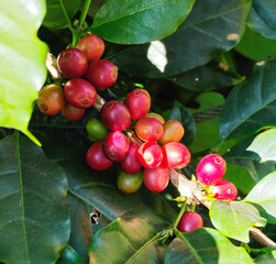Fresh coffee beans on the tree