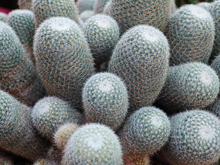 cactus tree in the garden