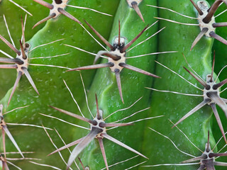 cactus tree in the garden