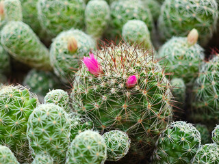 cactus tree in the garden