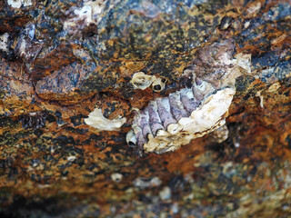 Shellfish, sea creatures stuck on rocks