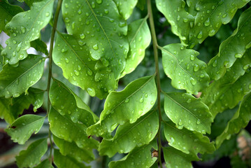 Suren, Toona sureni Merr green leaves with water drops after raining, natural background