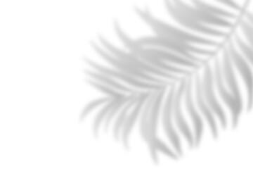 Realistic shadow from palm leaves isolated on a transparent background with copy space. Tropic concept with coconut leaf shadow. Vector overlay effect for mockup