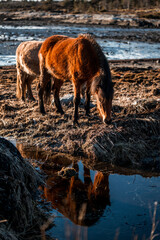 icelandic horse in natural area environment 