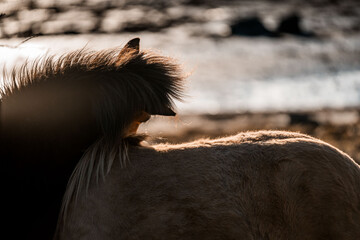 beautiful icelandic horses natural pony in pretty nature environment 