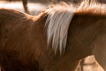 beautiful icelandic horses natural pony in pretty nature environment 