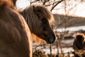 beautiful icelandic horses natural pony in pretty nature environment 