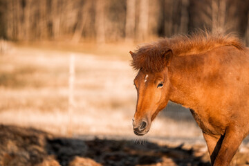 beautiful icelandic horses natural pony in pretty nature environment 