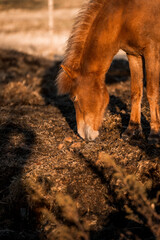 beautiful icelandic horses natural pony in pretty nature environment 
