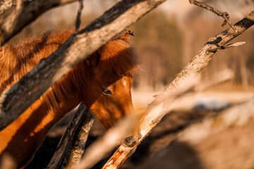 Fototapeta premium beautiful icelandic horses natural pony in pretty nature environment 