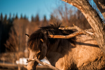 beautiful icelandic horses natural pony in pretty nature environment 