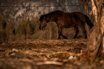 icelandic horse equine pony in pretty sunlight from golden hour