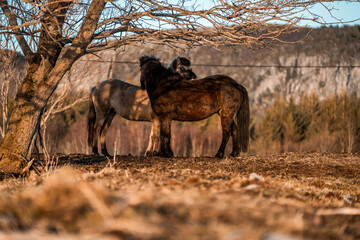 icelandic horse equine pony in pretty sunlight from golden hour