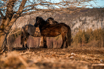icelandic horse equine pony in pretty sunlight from golden hour