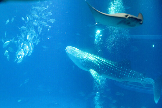 Stunning underwater view of marine animals inside the Osaka Kaiyukan Aquarium, one of the world largest aquariums. The exhibit features species like the whale shark.