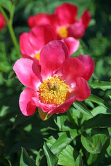 Closeup of a sunlit Peony bloom, Derbyshire England
