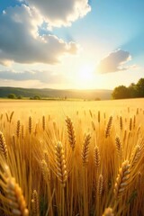 Sun-drenched fields of wheat sway gently in a summer breeze, bathed in golden light The scene evokes a sense of peace and sacred stillness, a holy summer day , pastoral, clouds, sunbeams