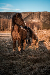icelandic horse equine pony in pretty sunlight from golden hour