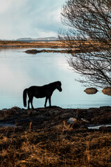 icelandic horse equine pony in pretty sunlight from golden hour