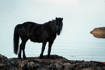 icelandic horse equine pony in pretty sunlight from golden hour